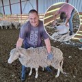 Veliki posao u ovčarniku: Na imanju Aleksandra Vijatova u Tomaševcu