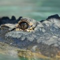 Pet osoba preživelo 36 sati u močvari punoj aligatora nakon avionske nesreće