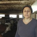 Ako se na dlanu ukovrdža falsifikat je, ako se razmazuje onda je pravi! Lažni sir i kajmak sve češći na tržištu…