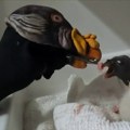 Zoo vrt u Pragu: spasavanje ptica uz pomoć lutaka za ruku (video)