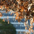 ВРЕМЕ ДАНАС: Свеже јутро, топло и ведро поподне