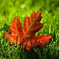Meteorolozi najavljuju oblačno i svežije, mestimično sa kišom
