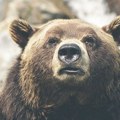 Medved se pojavio na ulicama Debra, lovci upozoravaju: Ne trčite, brži je