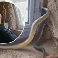 Vladica zmijolovac imao novu hitnu intervenciju: Domaćini jutros ustali, a nezvani gost zaglavljen u prozoru