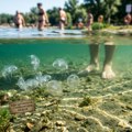 Meduze zaustavile nuklearku: U najvećoj nuklearnoj elektrani u zapadnoj Evropi radi samo jedan reaktor
