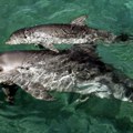 Mama je mama: Nova studija morskih biologa pokazuje da majke delfina poput ljudi tepaju svojim potomcima