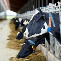 Broj goveda u EU opada petu godinu zaredom, koji su glavni razlozi?