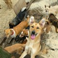 Rigorozne mere zbog napada pasa - Kovačević: uklonićemo sve pse koje nađemo na ulici, a protiv vlasnika i krivične prijave…