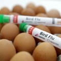Ptičiji grip (H5N1) jeste veoma smrtonosan, ali se teško prenosi na ljude: Šta treba znati o virusu i kako ga izbeći