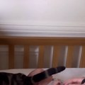 Ljubomoran na novog člana porodice Mama stavila bebu u krevetac, mačak odmah uskočio (video)
