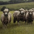 DžON Dir đak prvak Nadležni hteli da zatvore školu zbog malo đaka roditelji upisali ovce i kombajne