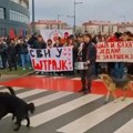 Slučaj stradanja psa Done na protestu u Novom Sadu prešao u istražni postupak
