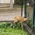 Prizor koji će svakog raznežiti Pogledajte kako se snašao novi učenik u jednoj lozničkoj školi