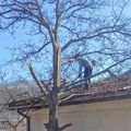 Uklonjena stabla koja su ugrožavala bezbednost škole u Kolovratu
