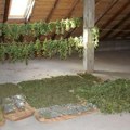 U iznajmljenoj kući kod Sopota pronađena laboratorija za uzgoj marihuane: zaplenjeno 10 kilograma droge