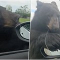 Horor scena! Ogroman medved napao automobil u kojem su bila deca! Zver je otkinula retrovizor, usledili su vrisci i borba za…