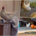 Empatija prema kokoškama! Umesto hrskavih krilaca i BBQ sosa, u bivšem KFC-u vas čeka iznenađenje! Ovo je najbizarnija…