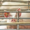 Hitnom reakcijom nadležnih sprečen nelegalni transport svinja u Raškoj