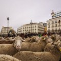 FOTO, VIDEO: Neobičan prizor na ulicama Madrida - ovce, i to u velikom broju