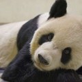 Par džinovskih pandi posle 12 godina vraćen u Kinu