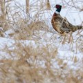 Ptičji grip u Mađarskoj Podtip H5N1 otkriven na farmi fazana