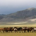 Најхладнија зима у последњих 50 година у Монголији, угинуло 4,7 милиона животиња