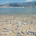 Katastrofa u volosu: Tužan prizor na plaži u grčkoj luci: Neprijatan miris oseća se svuda, naređena istraga (foto)