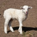 Vukovi mu pojeli osam ovaca: Posle isplate državne pomoći, posao napreduje! Morao je da proda sve koze
