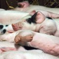Beograd domaćin prve regionalne GF-TADs konferencije za kontrolu bolesti životinja