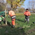 Posadi stablo za budućnost: Zasađeno 40 novih stabala kod jezera Bubanj