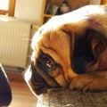 Visoke temperature i psi: Koje rase zahtevaju posebnu negu?
