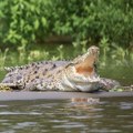 VIDEO: Uhvaćeno 70 krokodila koji su utekli sa farme u Kini