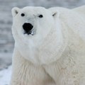 Polarni medved uginuo od ptičjeg gripa, prvi takav slučaj u svetu