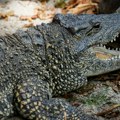 Dečak (9) u kritičnom stanju nakon napada krokodila u nacionalnom parku: Užas u Australiji