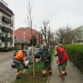 Za zeleniji Kragujevac: Nova stabla lipe