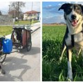 U Srbiji pronađen pas izgubljen pre godinu dana: Kad su otkrili ko je vlasnik, svi su bili zapanjeni