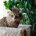 Mačke pomažu u borbi protiv raka: Naučnici pomoću krznenih pametnica otkrili dva ključna faktora za lečenje kancera kod ljudi…