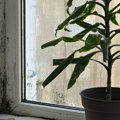 Buđ vam se stvara jer ovo radite pogrešno - evropski trik koji za 15 minuta osuši ceo stan