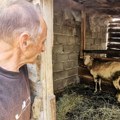 Potvrđeno žarište boginja ovaca i koza na području Raške: eutanazirano 127 grla, oglasilo se Ministarstvo