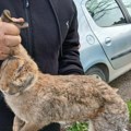 Opasan virus pokosio divlje zečeve u BiH. Ove mere moraju da poštuju svi lovci.
