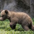 Crna Gora: mladunče medveda pronađeno je na ulazu u prihvatilište u kojem je već uginulo 14 životinja