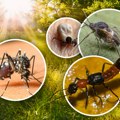 Komarci promašili kalendar: U pojedinim delovima Srbije ovi insekti prelaze granicu tolerancije: "Ne čuju se i ne vide, ali…