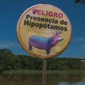 Životinje: Sterilišu i ubijaju nilske konje Pabla Eskobara u Kolumbiji