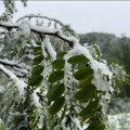 Mraz desetkovao voće u ivanjičkim selima: Meštani svakog jutra sa strahom ulaze u voćnjake, a koliko su niske temperature…