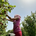 Kad upekne sunce, ne znaš gde se nalaziš Evo koliko zarađuju berači malina u Srbiji - posao težak, novac dobar