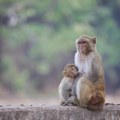 Hongkong: U Zoološkom vrtu devet uginulih jedinki različitih vrsta majmuna