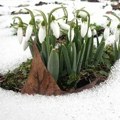 Zašto visibabe nkako ne smete unositi u kuću? Simbolika i jezivo predanje koje prati ovaj cvet