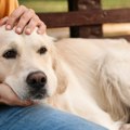 7 rasa pasa koje smanjuju stres i deluju kao prirodni sedativ