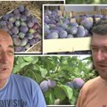 Počeo otkup šljive u Topoli: Cena od 150 rsd veća nego lani, može li to da nadoknadi umanjen rod?