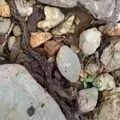 Prizor koji ledi krv u žilama Mislio je da gleda u koren drveta, a onda je video da se pomera, izmilela jeziva stvorenja…